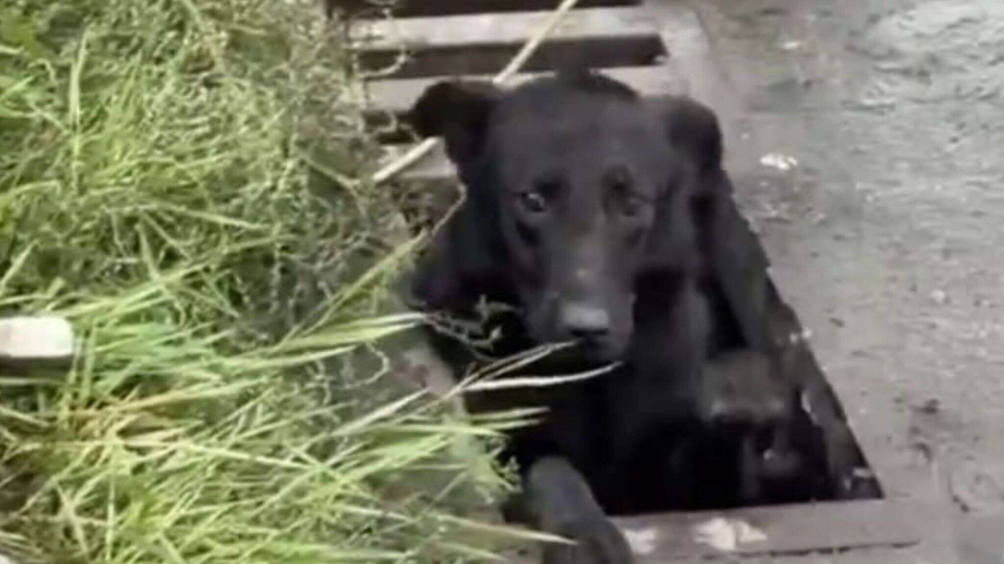 Municipal workers in Dnipro rescued dogs from storm drains